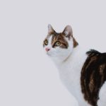 adorable fluffy cat on white background